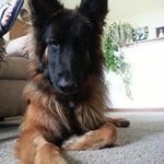 Profile Picture of Chad Dixon (@longrifles_inc) on Instagram