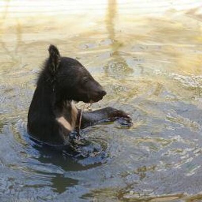 Profile Picture of Diane Leach (@dleach1706) on Twitter