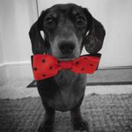 Profile Picture of Amy & Hugo (@amyrosehugo) on Instagram