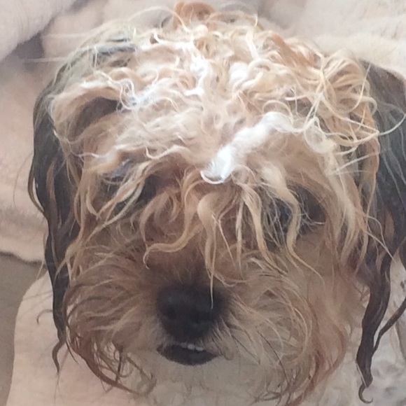 Profile Picture of Ella Roehr (@gooddeals27) on Poshmark