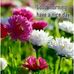 Profile Picture of Barry Fahri (@barry.fahri.3) on Facebook