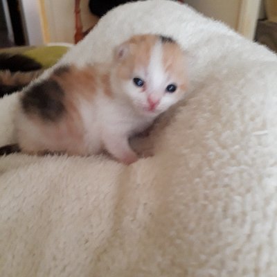 Rosaura Luz Campos - Twitter Profile Picture of Rosaura Luz Campos (@Rosauraluzcamp1) on Twitter