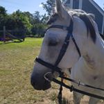 Profile Picture of Jessie (@myponies_ella_yarra_pepper) on Instagram