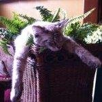 Anne Hathaway Pettus - Instagram Profile Picture of Anne Hathaway Pettus (@joseazfa288) on Instagram