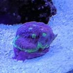 Profile Picture of Jonathan Hollister (@killingseed) on Instagram