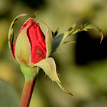 Profile Picture of Ikram Ul Haq (@ikram1827) on Flickr