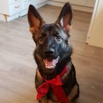 Profile Photo of Nellie - german shepherd 🇸🇪 (@nellie_thegsd) on Instagram