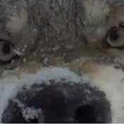 Profile Picture of John Beam (@Theiceman69) on Youtube