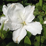 Profile Picture of Mariana Perez (@mari_54ana) on Flickr