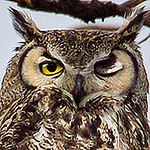 Profile Picture of Al Perry (@Al Perry Photography) on Flickr