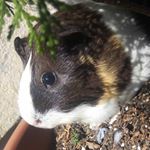 Profile Picture of 💕Ariel🐹💞 (@guineapig_ariel) on Instagram