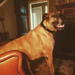Profile Picture of Darrell the dog (@darrell_the_dog) on Instagram