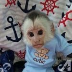 Profile Picture of Adam Jett (@adam_capuchin_lover) on Instagram