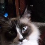 Profile Picture of Lois Patton Craigmiles (@loispattoncraigmiles) on Instagram