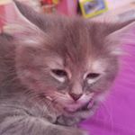 Profile Picture of Athena Marquez (@marquezathena) on Instagram