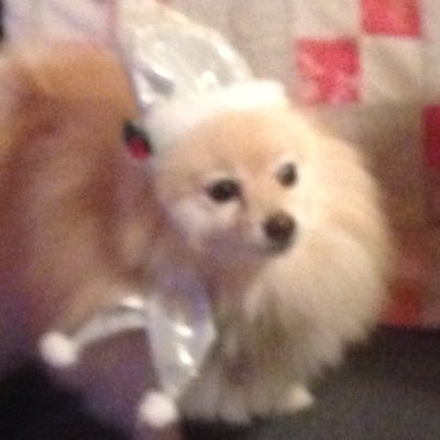 Profile Picture of Nancy Wilhelm (@NancyWilhelm5) on Twitter