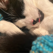 Profile Picture of Jay Mancuso (@plantprincc) on Youtube