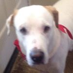 Profile Picture of Buddy Mullenger (@budemister) on Instagram