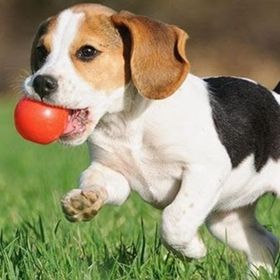 Profile Picture of Christianna Gladue (@christiannagladue) on Pinterest