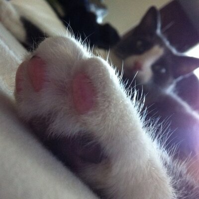 Profile Picture of Kara Webb (@charlottekcw) on Twitter