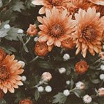 Profile Picture of 🅃🄰🄽🅈🄰 🅁🅄🄳🄾🄻🄿🄷 (@tanya_rudolph_2006_) on Instagram