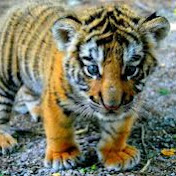 Profile Picture of Abraham Madrigal (@abrahammadrigal9734) on Youtube