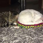 Profile Picture of Roxanne Connor (@connorroxanne) on Instagram