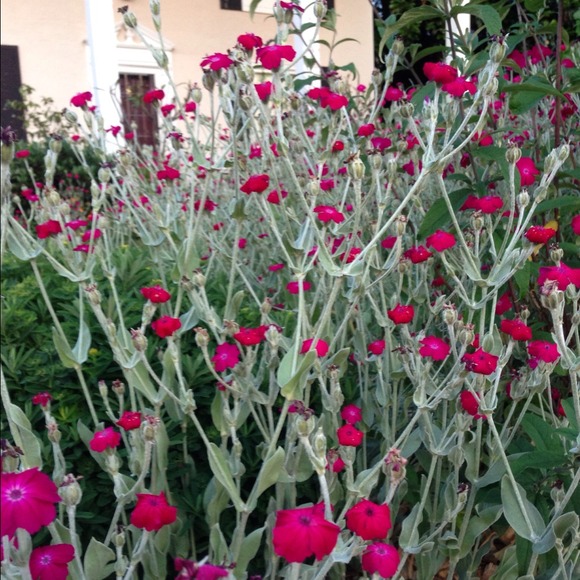 Carrie Pendergrass - Poshmark Profile Picture of Carrie Pendergrass (@sewntothesky) on Poshmark