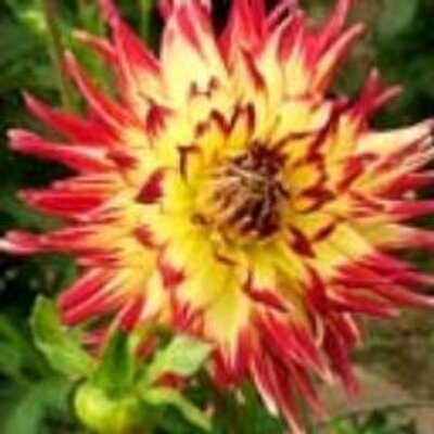 Profile Picture of Mike Alvey (@brililinew) on Twitter