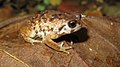 Profile Picture of Mazumbai warty frogon Wikipedia