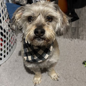 Profile Picture of Cody Fox (@codyfox55) on Youtube