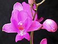 Profile Picture of Bletia catenulataon Wikipedia
