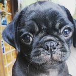 Profile Picture of Bovice Theodor Hard-Liu (@bobobobobovice) on Instagram