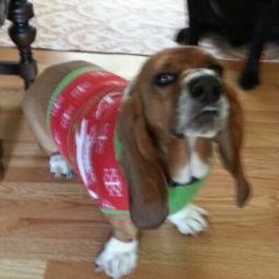 Profile Picture of Joseph Gringeri (@gringeri) on Twitter