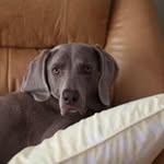 Profile Picture of Craig Lonergan (@craig_lonergan) on Instagram