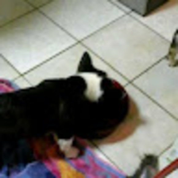 Profile Picture of Nicole Krips (@skranchgirl) on Poshmark