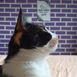 Profile Picture of Cordélia Foxx (@agatacordelia_) on Instagram