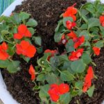 Profile Picture of Lorrie Evans (@evanslorrie) on Instagram