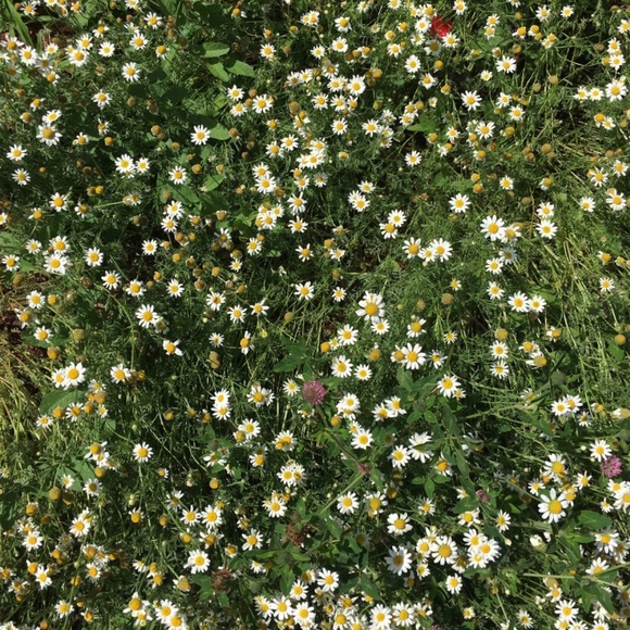 Profile Picture of Grace Okafor (@graceokafor) on Poshmark