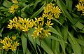 Profile Picture of Allium molyon Wikipedia