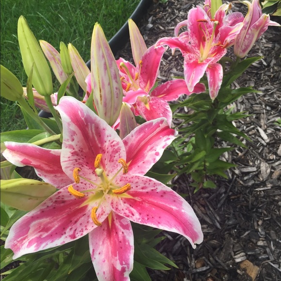 Profile Picture of Christina Greenwell (@cgreenwell716) on Poshmark