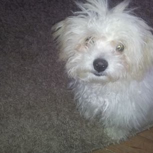 Profile Picture of Beverly Gillespie (@BeverlyGilles10) on Twitter