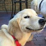 Profile Picture of 𝗠𝗮𝘁𝘁 𝗦𝗶𝗹𝘃𝗮🖐️ | (@cute.dog.videos.daily) on Instagram