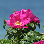 Profile Picture of Kim  Nikopoulos (@The. Nik's) on Flickr