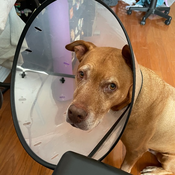 Profile Picture of Leila Moore (@leila_moore) on Poshmark