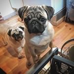 Profile Picture of Albert the pug (@lord_albert_the_pug) on Instagram