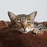 Cindy Beckers - Instagram Profile Picture of Cindy Beckers (@cindy.beckers.90) on Instagram