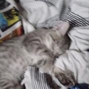 Profile Picture of Chris Hardenbrook (@chrishardenbrook7632) on Youtube