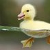 Profile Picture of That Duck (@DarrelTheDuck) on Twitter