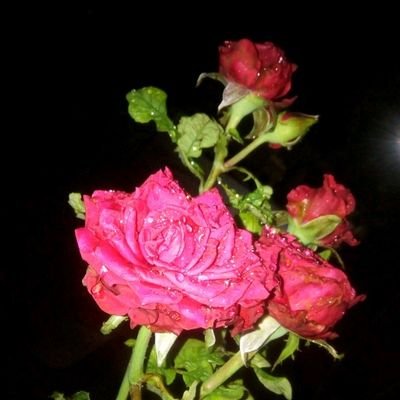 Profile Picture of Gillian Alberta Brewart (@AlbertaBrewart) on Twitter